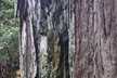 Muir Woods and Sausalito Tour including a return by ferry boat - Second Medium