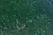 Beach Snorkeling Adventure in Lauderdale by the Sea - Second Medium