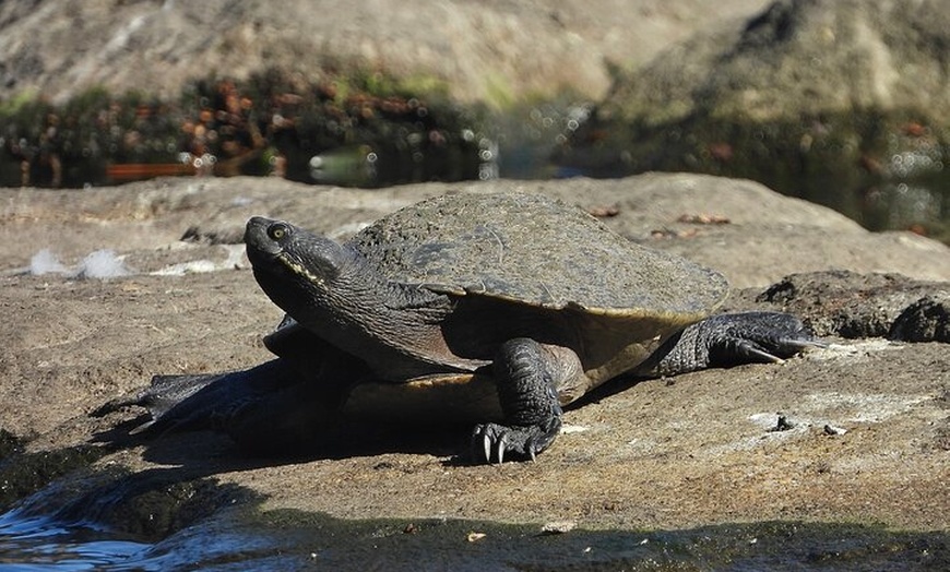 Image 7: Sydney Guided Wildlife Walk Explore Birds and Nature