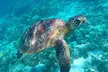 Riviera Maya Private Snorkeling Tour Adventure - Second Medium