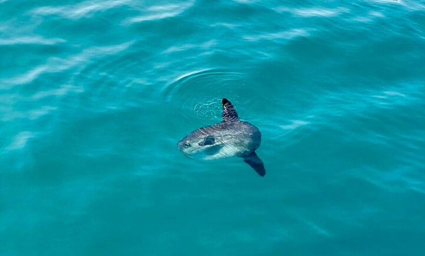 Image 8: Tour Privado en Barco con Tobogán Snorkel y Actividades