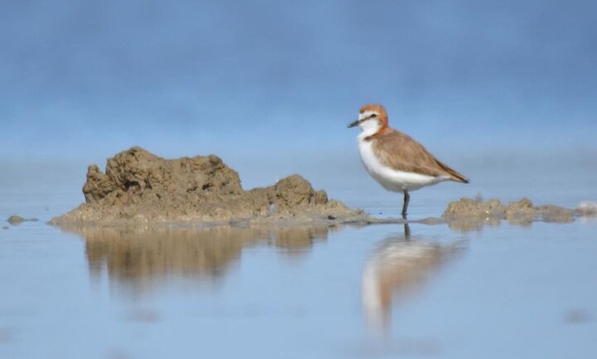 Image 5: Private Guided Birdwatching Tour in Banrock Station