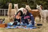 Alpaca Picnic Experience in Oregon
