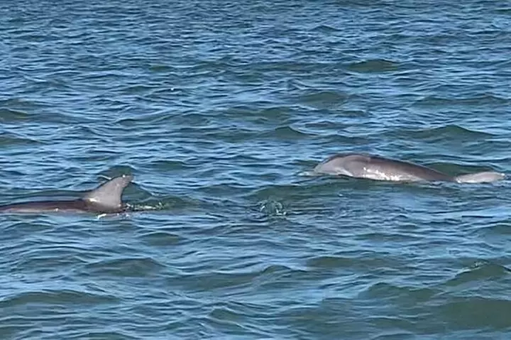 Private Charleston Dolphin and Eco Boat Tour