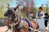 NYC Central Park Horse and Carriage Ride: Long Ride 45 min