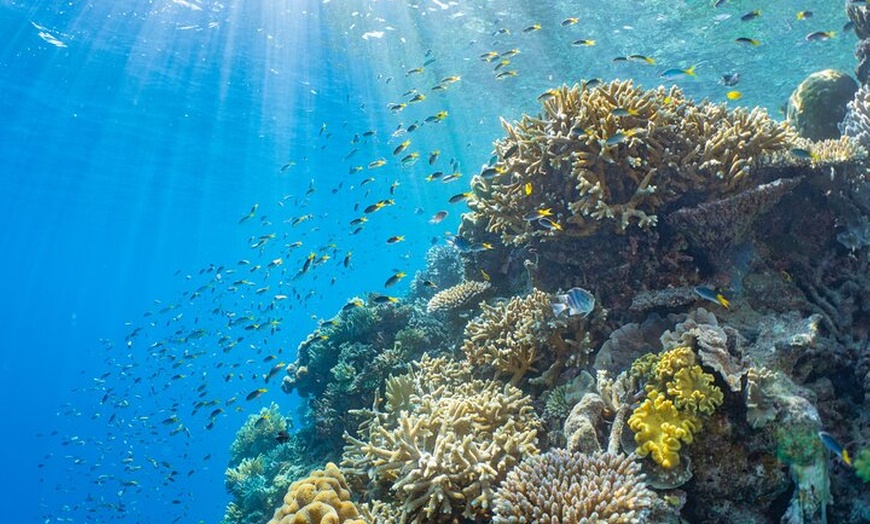 Image 5: Sunlover Reef Cruises Cairns Great Barrier Reef Experience