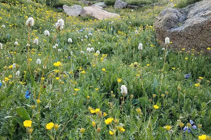 Rocky Mountain National Park in Summer Tour from Denver
