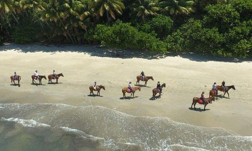 Image 2: Mid-Morning Beach Horse Ride in Cape Tribulation