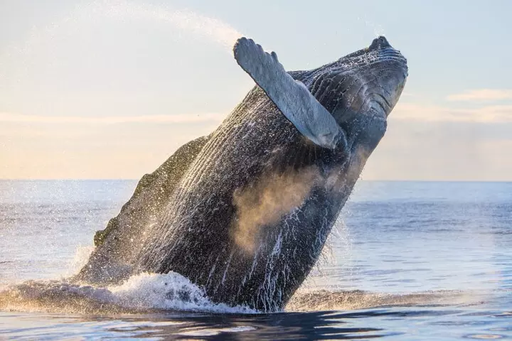 Kohola Whale Watching Excursion - Second Medium