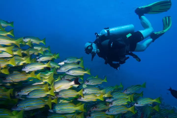 Maui Certified Shore Diving from Lahaina