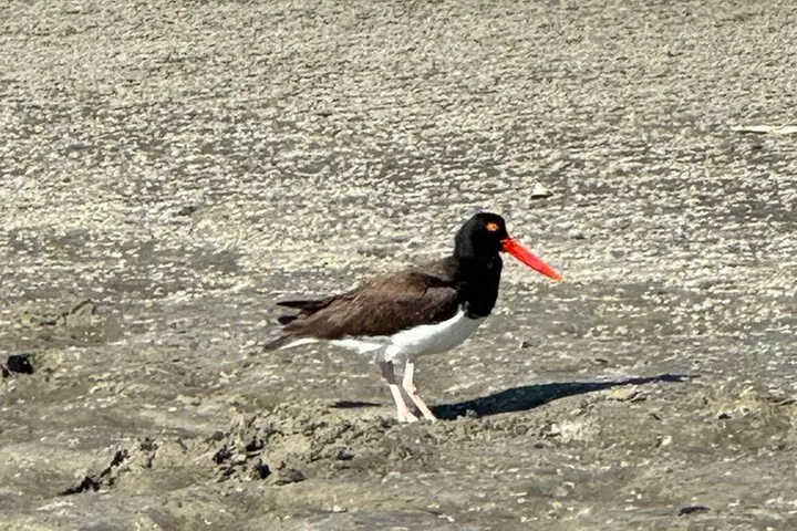 Private Charleston Dolphin and Eco Boat Tour
