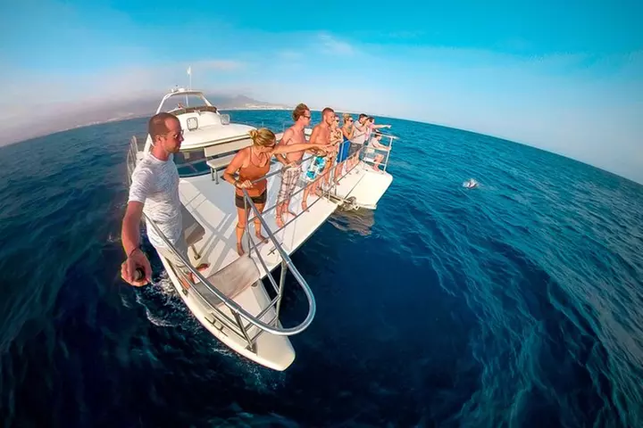 Catamarán de avistamiento de ballenas y delfines con traslado y buffet