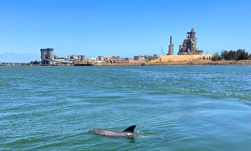 Image 6: 2-Hour Dolphin and Maritime Cruise in Port Adelaide