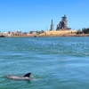 Image 6: 2-Hour Dolphin and Maritime Cruise in Port Adelaide