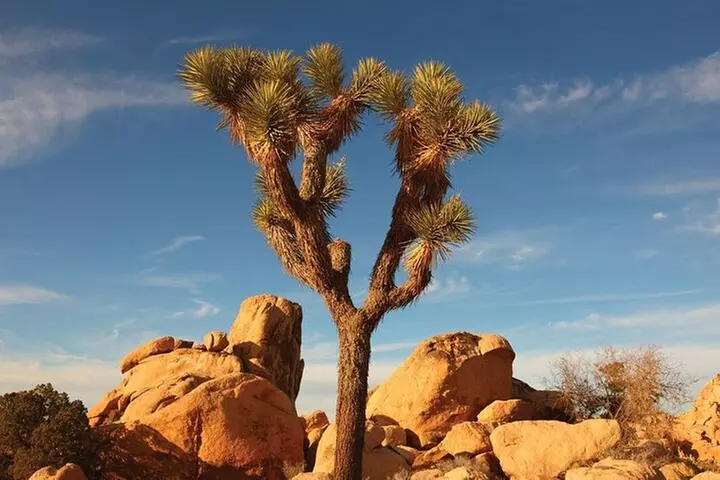 5 Days Road Trip Tour from LA to Las Vegas - Second Medium