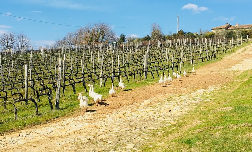 Image 9: Degustazione di vini di Casa Emma