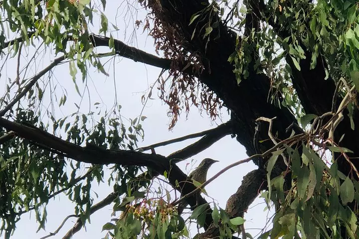 Private Snow tour Lake Mountain (JUN-SEP) - Image 6