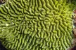 2 Deep Reef Dives in Cancun Caribbean Sea for Certified Divers - Second Medium