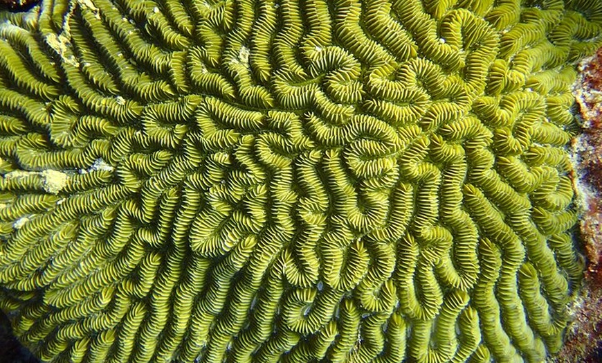 Image 5: VIP Beginner Diving Experience: MUSA Statues & Reef Adventure