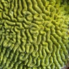 Image 5: VIP Beginner Diving Experience: MUSA Statues & Reef Adventure