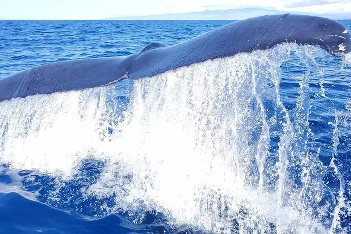 Guaranteed Whale Watch in Kona