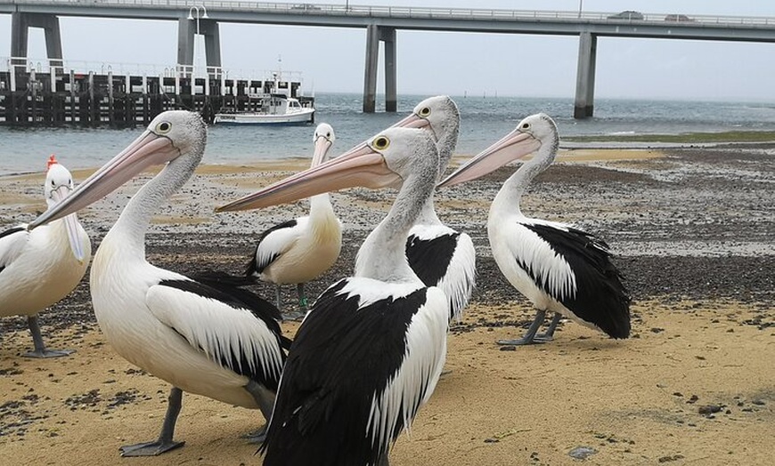 Image 17: Phillip Island Penguin Parade and Wildlife Tour from Melbourne