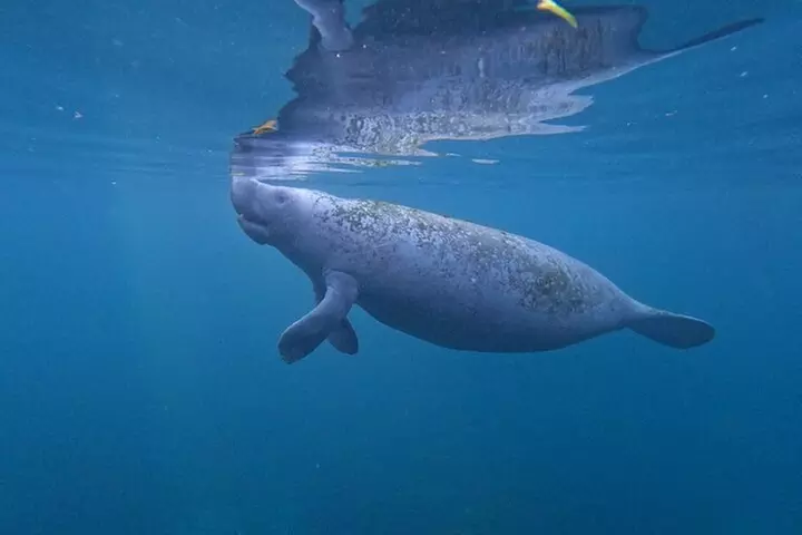 3 Hour Small Group All Inclusive Manatee Swim with free Photo pkg
