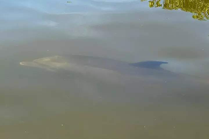 New Smyrna Dolphin and Manatee Kayak and SUP Adventure Tour