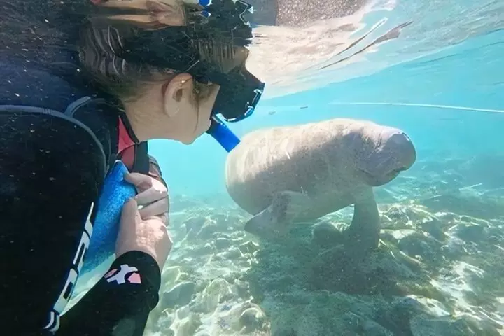 Crystal River: Semi-Private Manatee Swim Tour With Heated Boat