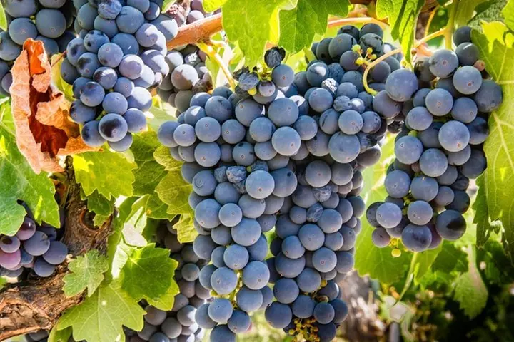 Paso Robles Scavenger Hunt Adventure