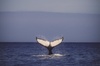 Oahu Whale Watching Excursion