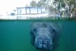 Private Manatee Tour for up to 10 - Second Medium