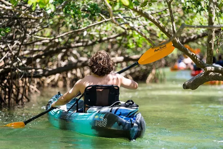 Sarasota Mangrove Tunnel Guided Kayak Adventure