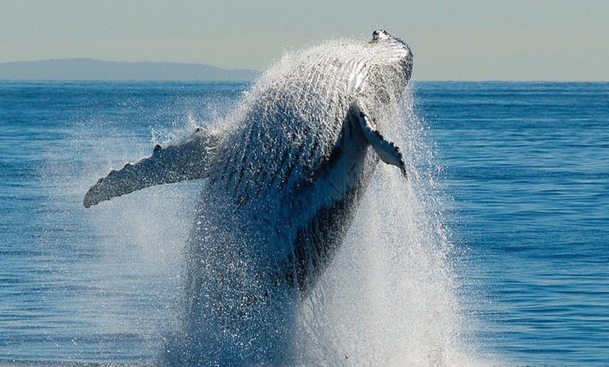 Image 6: Whale Watching Cruise from Redcliffe, Brisbane or the Sunshine Coast