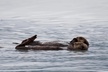 Kenai Fjords Orca Quest Cruise - Second Medium