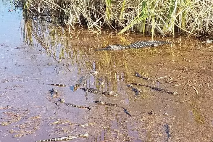 Everglades Florida Airboat Tour