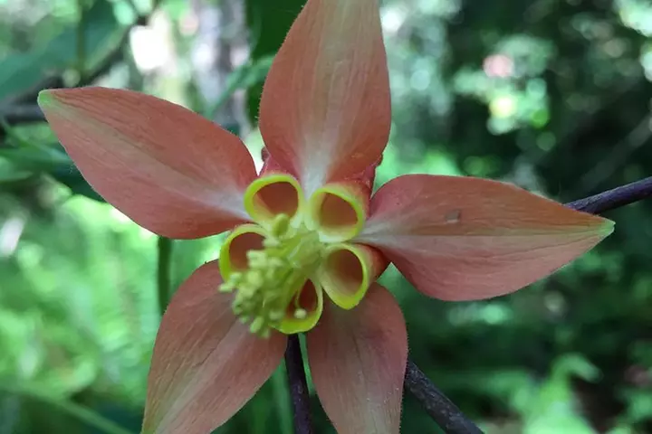 The Hood-Columbia Loop: Timberline, Orchards, and Waterfalls