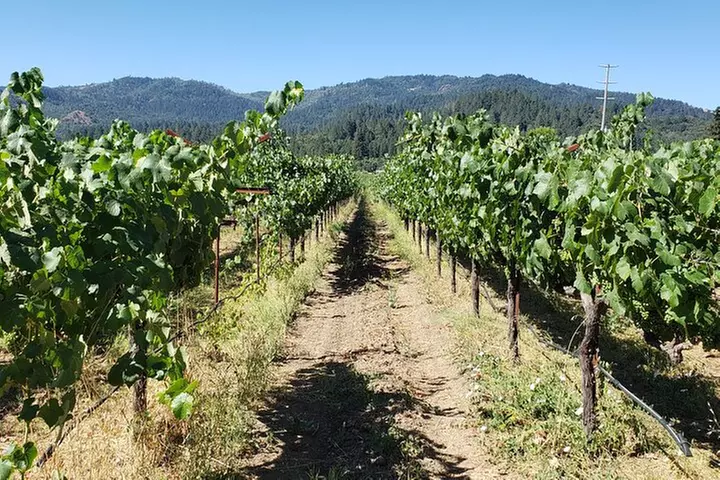 8 Hour Napa Valley Wine Tasting Tour from San Francisco - Primary Image