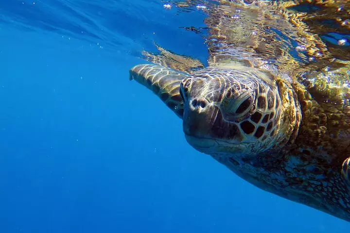 DISCOVER Scuba Diving Experience in Honolulu