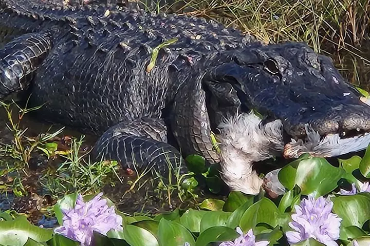 10,000 Islands Boat Tour + Naturalist Led Walk in the Everglades!