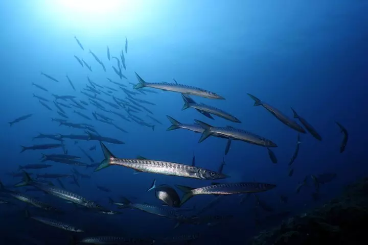 Baptême de Plongée Privé dans le Golf de Calvi