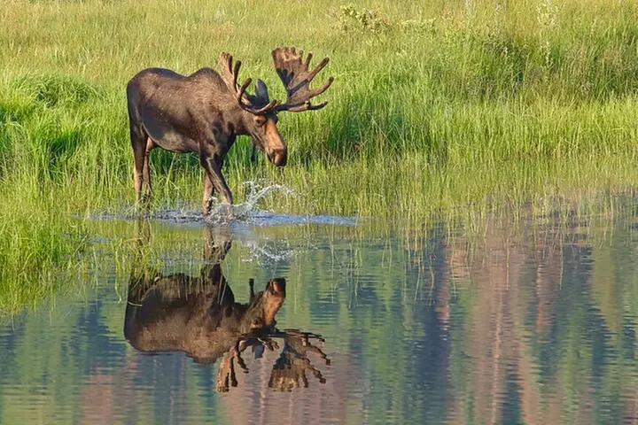 Half-Day Rocky Mountain National Park "Lake and Meadows Tour"