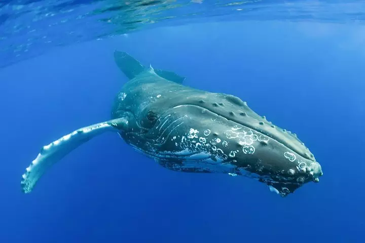 Whalewatch Sail from Lahaina - Second Medium
