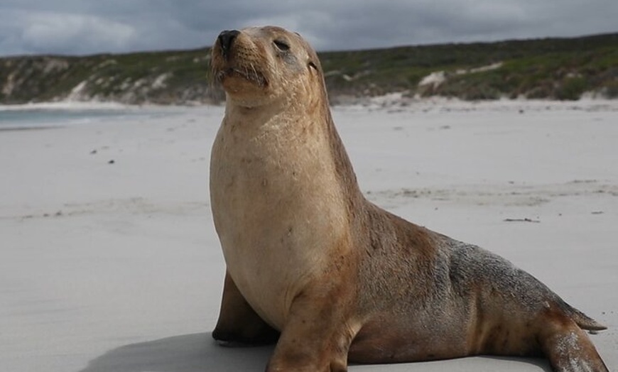 Image 5: Adelaide: Kangaroo Island 2-Day Epic Adventure Small Group tour