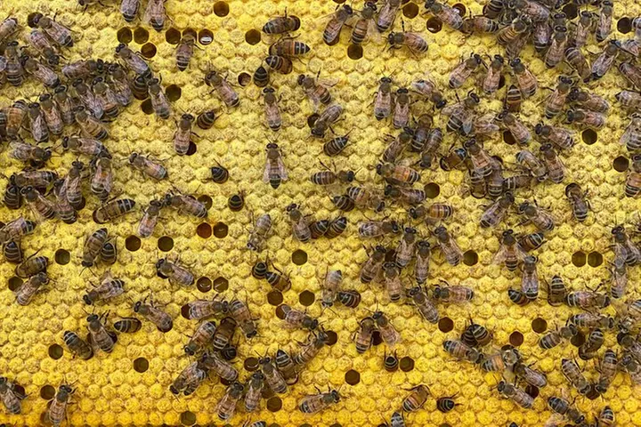 Honey Bee Adventure at the Maui Honey Bee Sanctuary