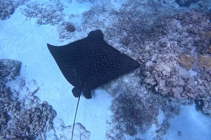 Moana's Waikīkī Grand Guided Turtle Snorkel & Sailing Adventure