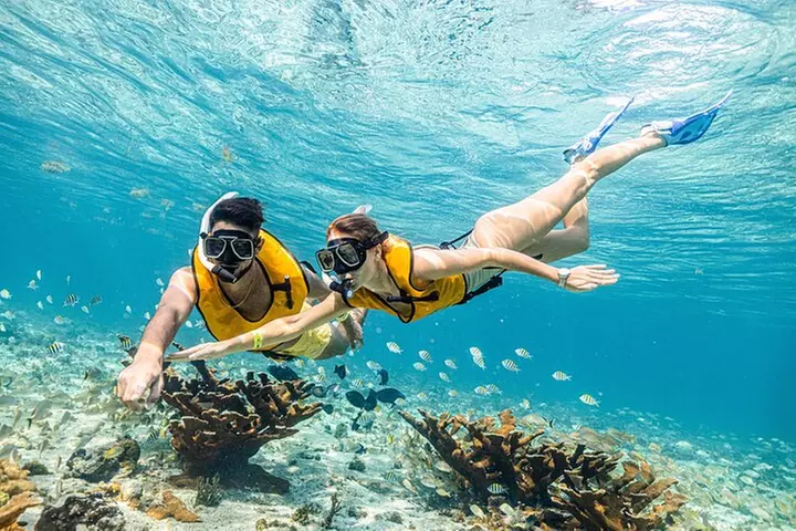 5-in-1 Cancun Snorkeling Tour with Sea Life & Transport Included - Primary Image