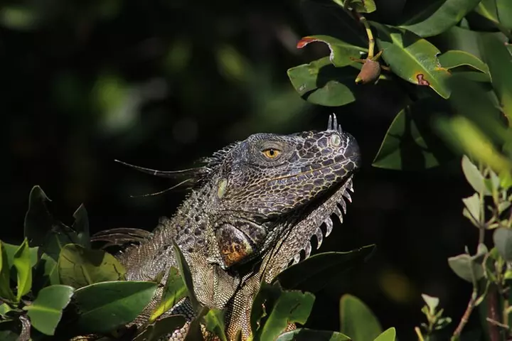 Private 2 hour Mangrove Ecotour