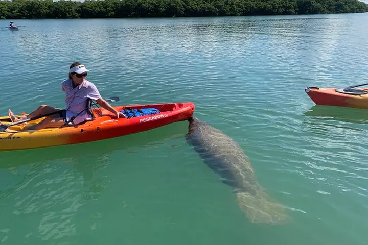 Sarasota Mangrove Tunnel Guided Kayak Adventure