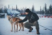Alaskan Malamute Dog Sledding with Transportation in Alaska - Second Medium